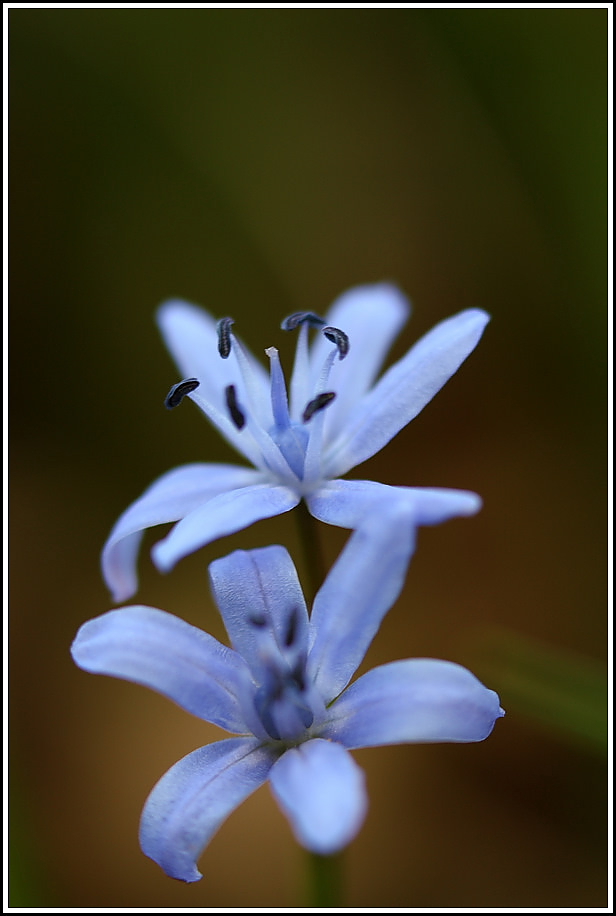 Scilla bifolia
